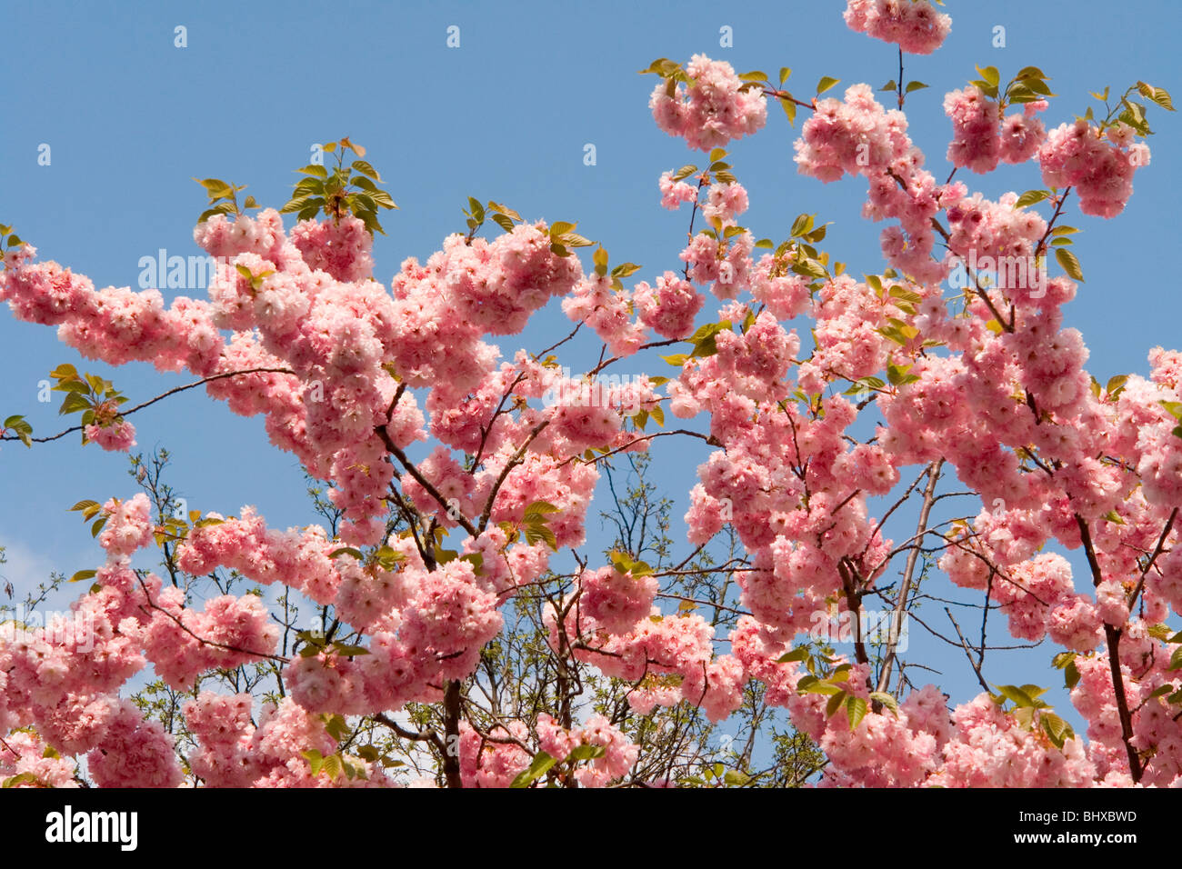 Hannover Messe 2009, the world`s most important technology event, open-air site, springtime. Federal Republic of Germany, Stock Photo